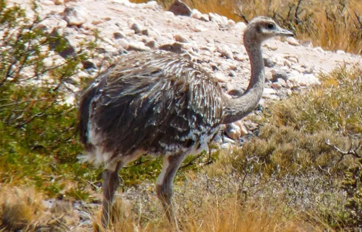 fauna