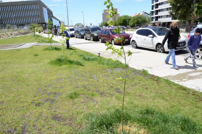 Vandalismo: destrozan árboles de la Plaza de las Instituciones y de la Avenida Argentina