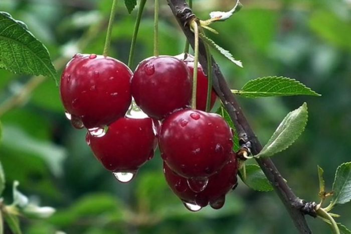 En enero se enviará el primer cargamento de cerezas a China