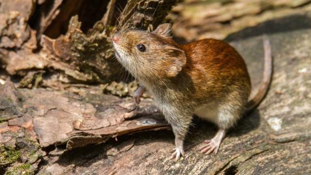 Río Negro trabaja junto a Chubut y Nación en la contención del Hantavirus