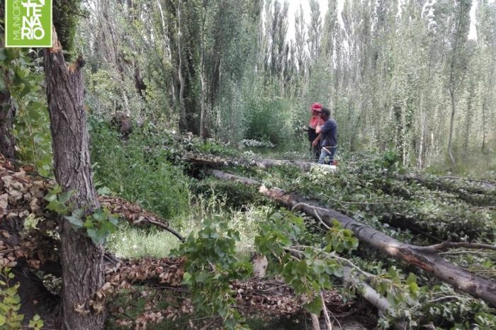 Centenario: Multarán a propietarios de terrenos baldíos en estado de abandono