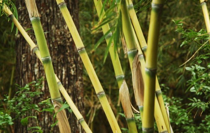 Cómo continúa el “Fenómeno de Floración Masiva de la Caña Colihue”