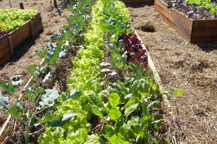 Convocan a participar del taller gratuito en Planificación de Huerta Agroecológica de Otoño/ Invierno