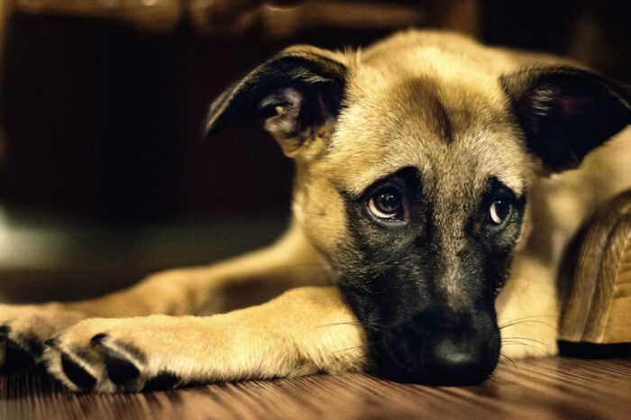 Formulan cargos contra un vecino capitalino por no darle comida ni atención veterinaria a su perro