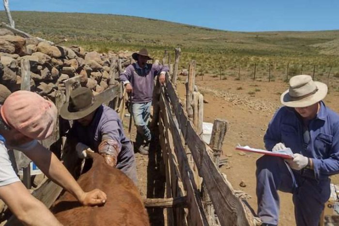 Provincia lanzó un crédito por $1.000 millones para el sector ganadero y forrajero