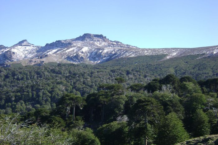 Neuquén fomenta el manejo sustentable de bosques con una inversión de $59 millones