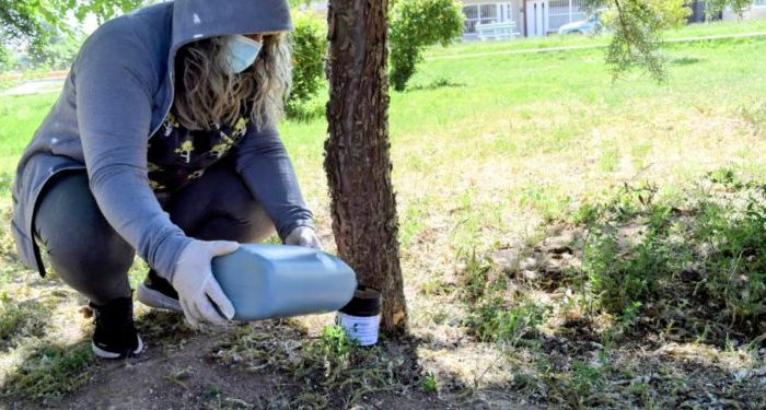 Prevención del dengue: colocaron trampas como parte de una campaña en la Comarca Petrolera